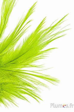 Gru comune - 12-14 cm - verde lime